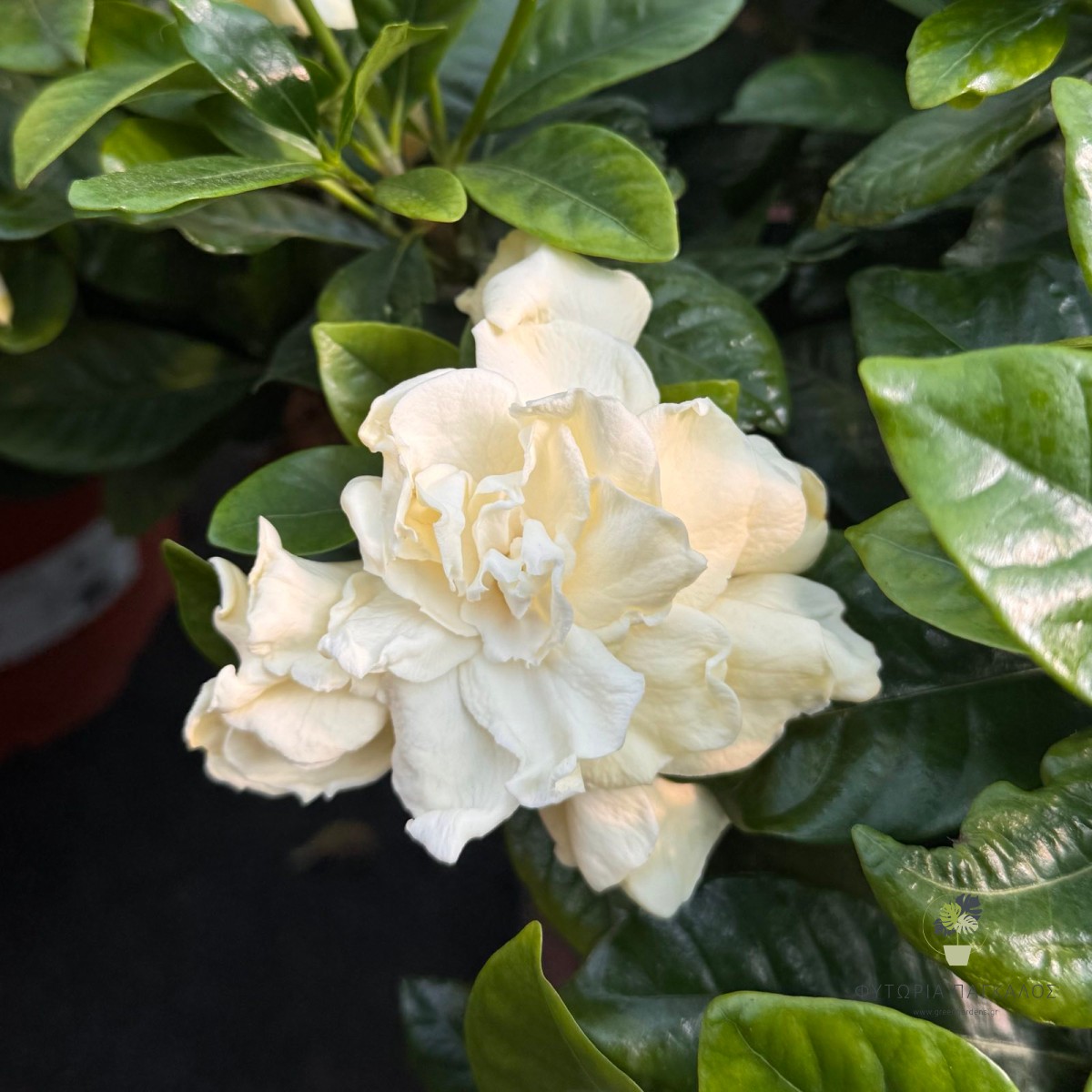 ΓΑΡΔΕΝΙΑ – Gardenia jasminoides - 3
